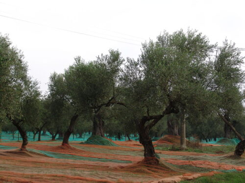 Olivier arbre